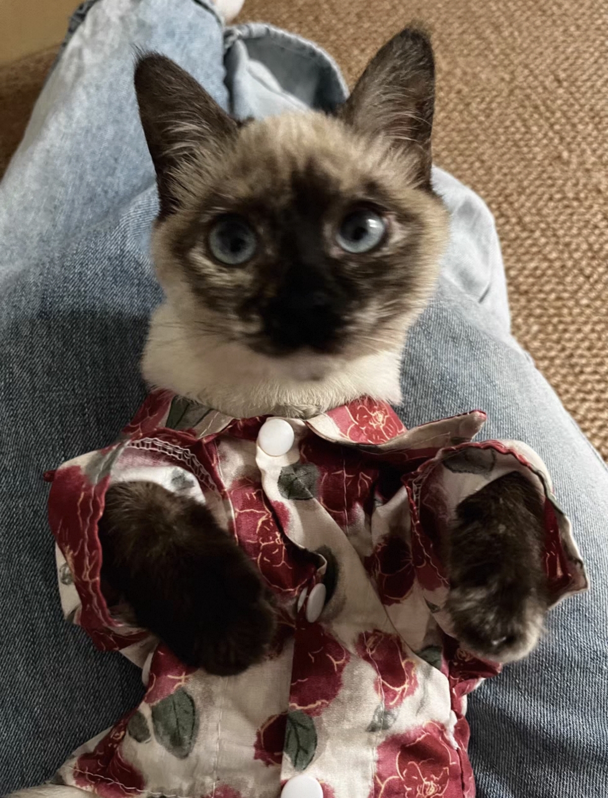 4个月的暹罗妹妹 疫苗三针加狂犬全部打完 性格好 粘人